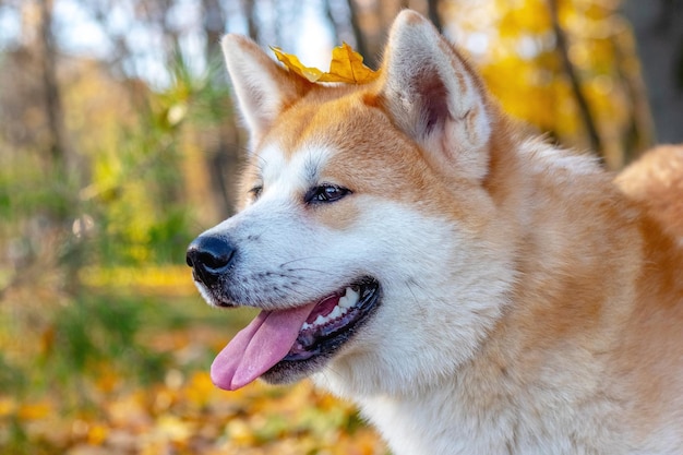 Retrato de un perro Akita en un parque de otoño