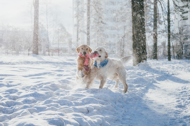 Retrato de un perro al aire libre en invierno. Dos jóvenes golden retriever jugando en la nieve en el parque. Juguetes para remolcar