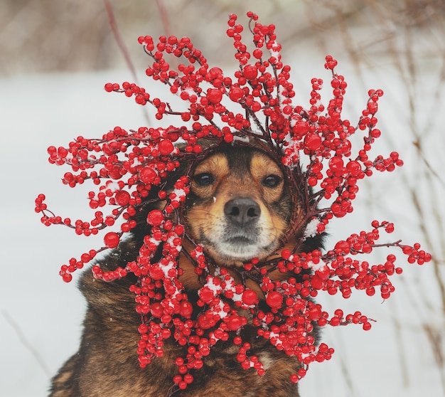 Retrato de un perro al aire libre en invierno. El perro con corona de Navidad roja.