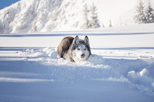 Retrato de perro Alaskan Malamute en la nieve Senderismo de invierno en las montañas Cárpatos Ucrania
