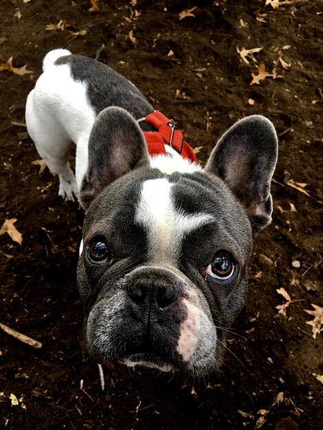 Foto retrato de perro en ángulo alto