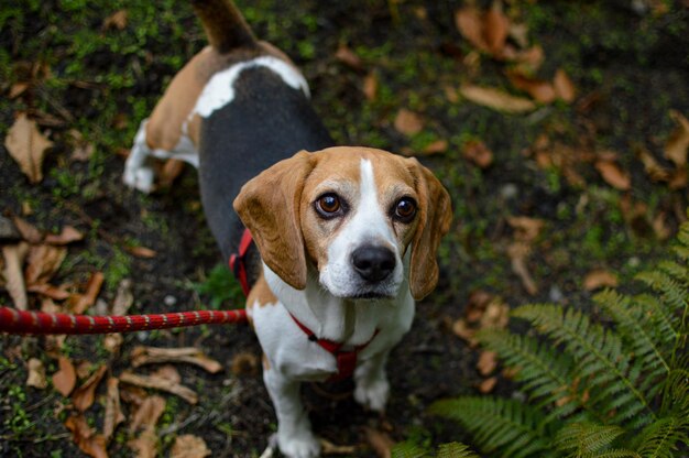 Foto retrato de perro en ángulo alto