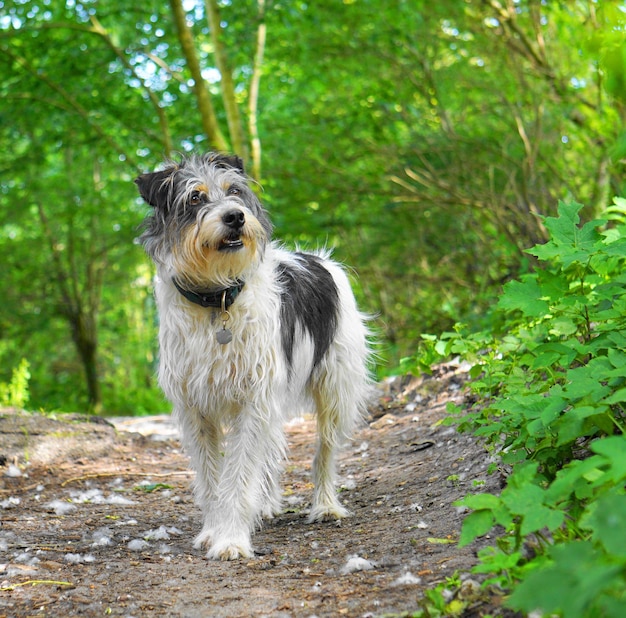 Foto retrato de un perro en un árbol