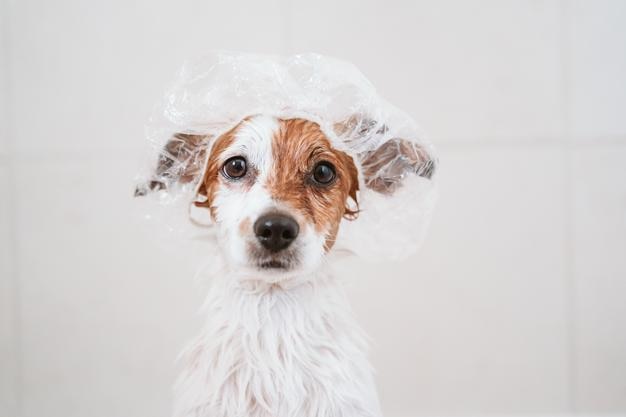 Retrato de un perro en el baño
