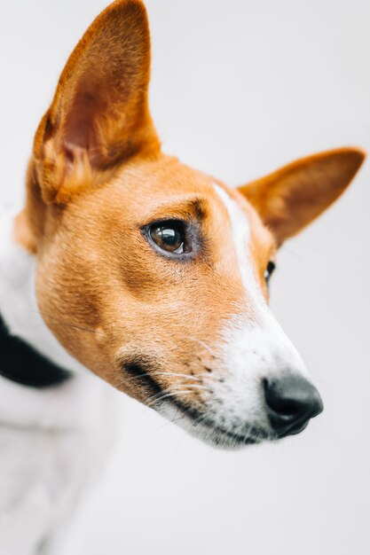 Retrato de perro basenji blanco rojo aislado sobre fondo blanco.