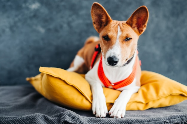 Retrato de perro basenji blanco rojo sentado en una almohada amarilla