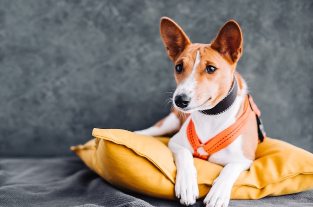 Retrato de perro basenji blanco rojo sentado en una almohada amarilla