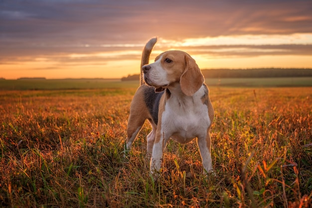 Retrato de un perro Beagle en el fondo del cielo al atardecer