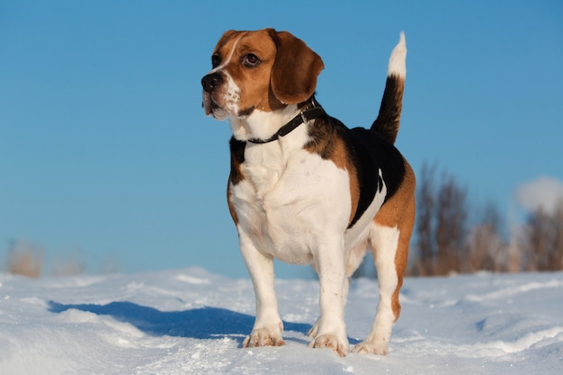 Retrato de un perro Beagle en invierno, día soleado