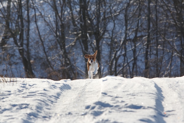 Retrato de un perro Beagle en invierno, día soleado