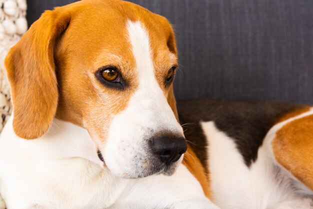 Retrato de un perro beagle macho adulto