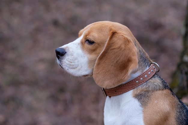 Retrato de perro Beagle a pasear por el bosque