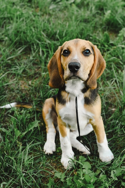 Retrato de perro beagle en primer plano de hierba de verano