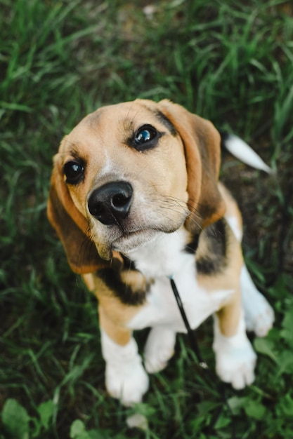 Retrato de perro beagle en primer plano de hierba de verano