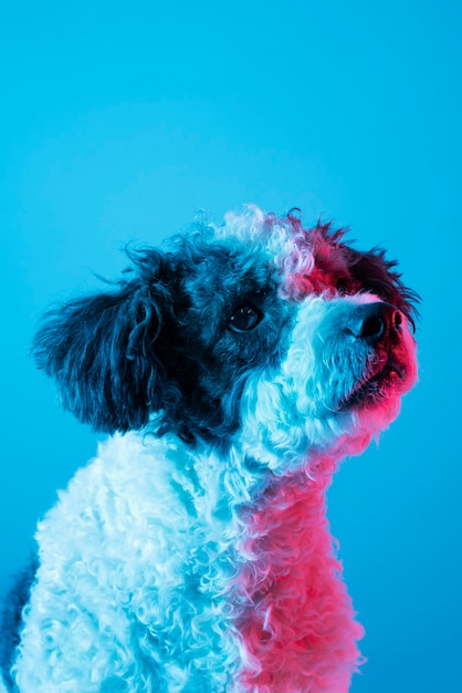 Foto retrato de perro bichon frise en iluminación degradada