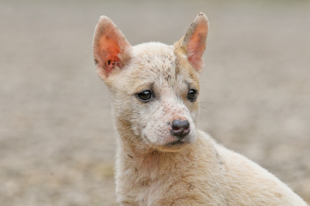 Retrato de perro blanco en carretera