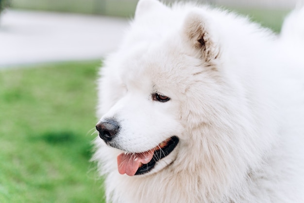 Retrato de perro blanco hermoso, esponjoso, de pura raza