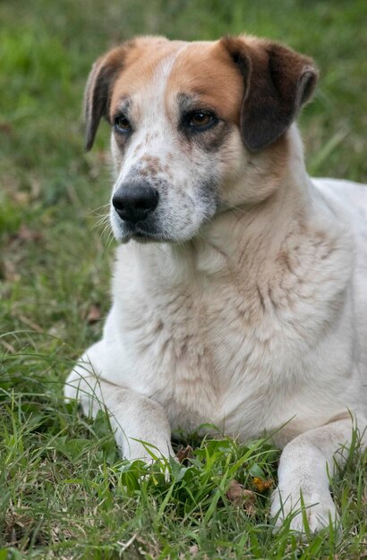 retrato de un perro blanco y marrón