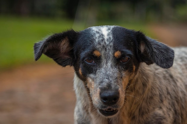 retrato de un perro blanco y negro