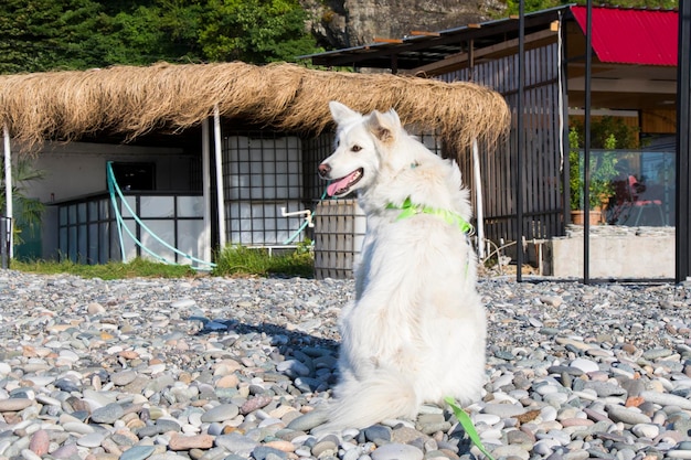 Retrato de perro blanco pastor suizo blanco