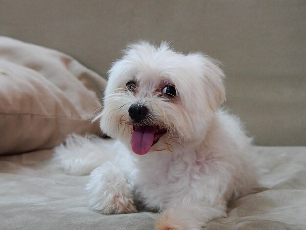 Retrato de un perro blanco relajándose en casa