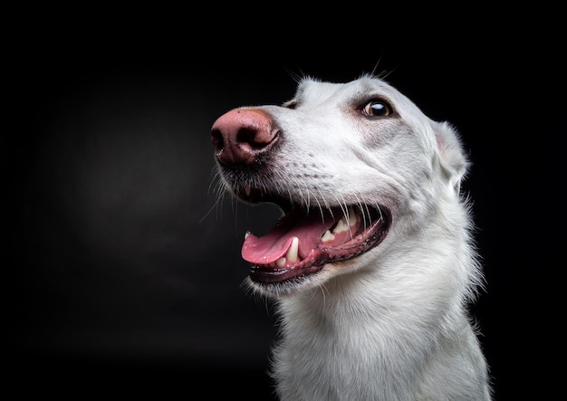 Retrato de un perro blanco sobre un fondo negro aislado