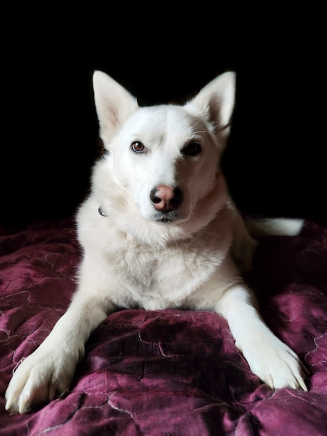 El retrato de un perro blanco