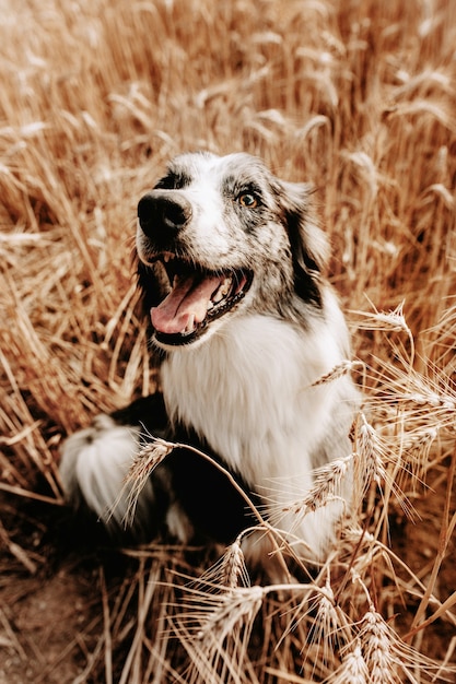 Retrato de perro border collie feliz dentro de un campo de trigo en las vacaciones de verano.