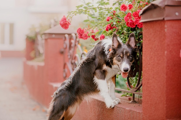 Retrato de un perro Border Collie con flores