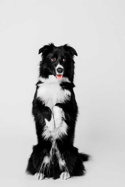 Retrato de perro Border Collie sobre un fondo blanco