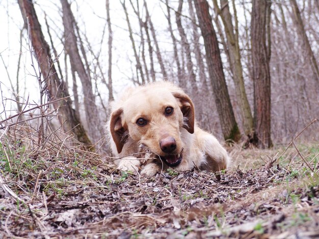 Foto retrato de un perro en el bosque