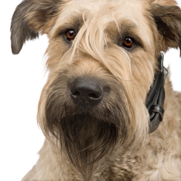Foto retrato de perro bouvier des flandres aislado