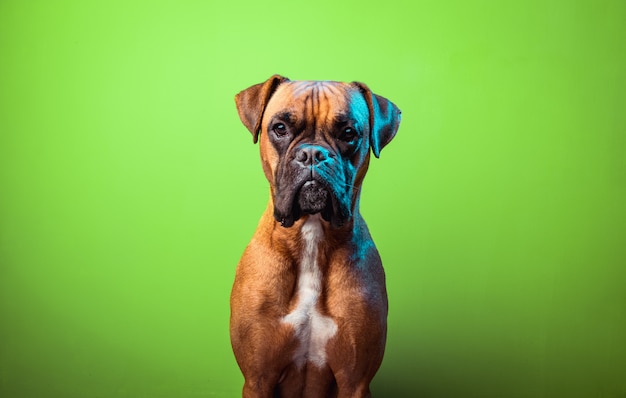 Foto retrato de perro boxer lindo sobre fondo verde