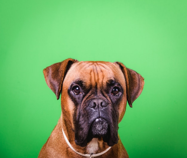 Retrato de perro boxer lindo