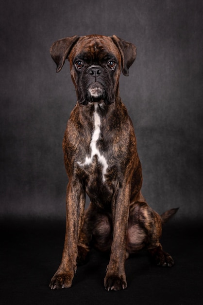 retrato del perro boxer