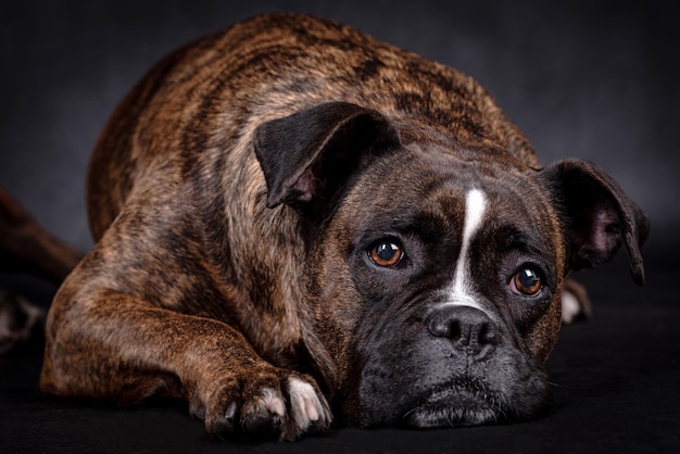 retrato del perro boxer