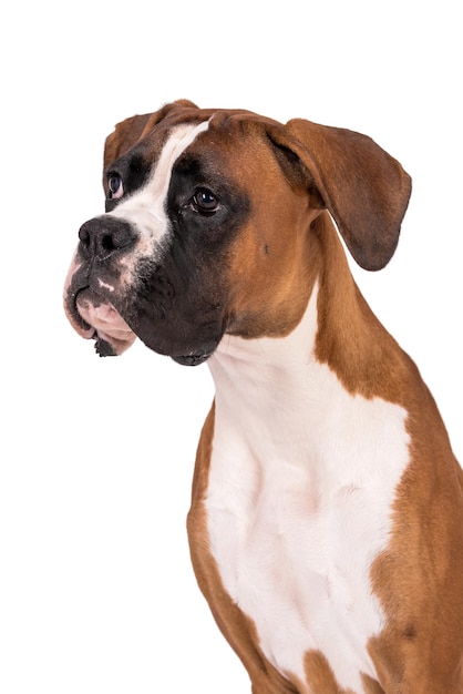 retrato del perro boxer