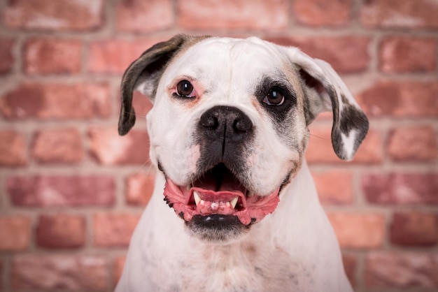 retrato del perro boxer