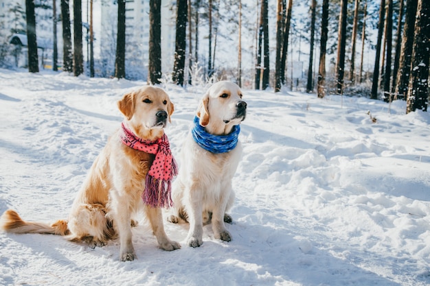 Retrato de un perro con bufanda al aire libre en invierno. Dos jóvenes golden retriever jugando en la nieve en el parque. Ropa