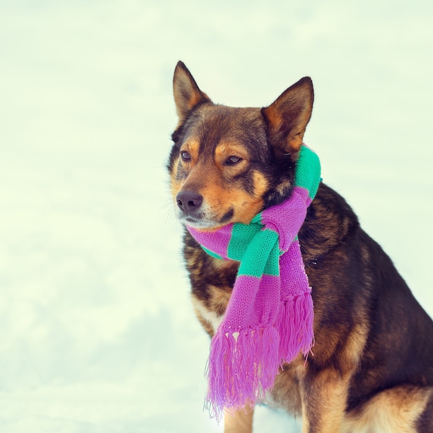 Retrato de perro con bufanda caminando al aire libre en invierno