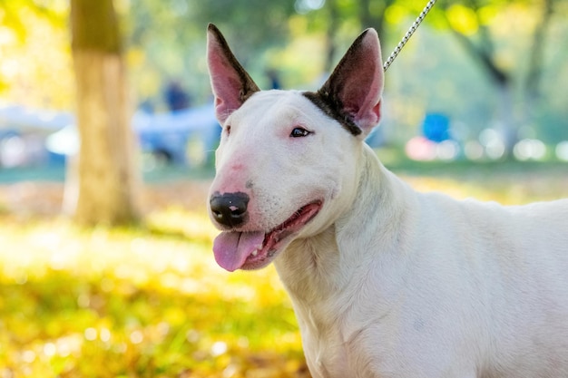 Retrato de perro bull terrier de cerca en el perfil al aire libre