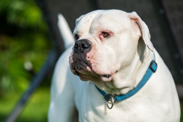 Retrato de perro Bulldog americano de bata blanca en el patio