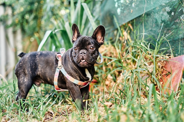 Retrato de un perro bulldog francés en el jardín