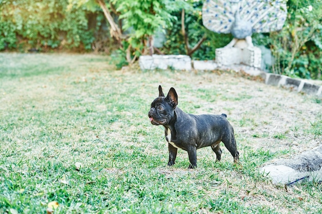 Retrato de un perro bulldog francés en el jardín