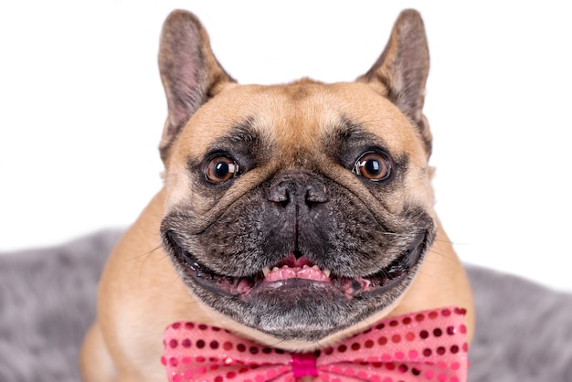 retrato del perro bulldog francés