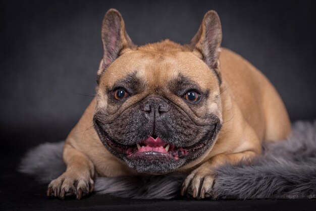 retrato del perro bulldog francés