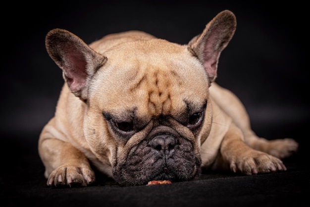 retrato del perro bulldog francés