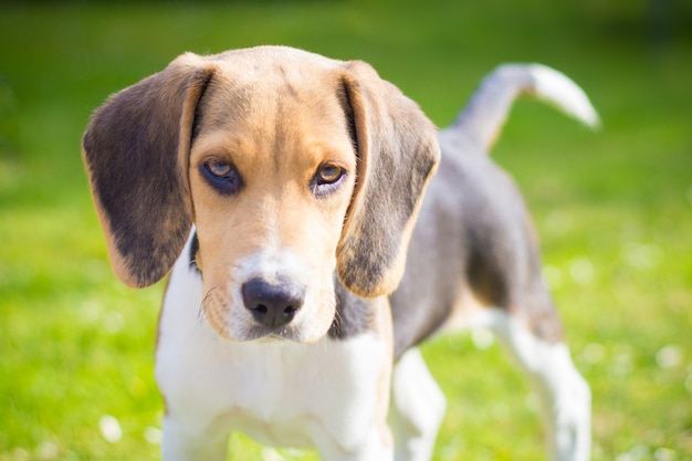 Retrato de un perro cachorro beagle