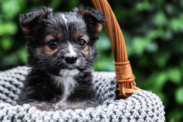 Retrato de perro cachorro negro. El perro se sienta en la cesta en el fondo de la naturaleza verde. Regalo animal para el día de San Valentín. Perro feliz se sienta en una manta gris afuera en verano. Copie el espacio.