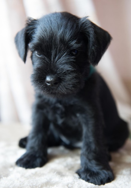 Retrato de perro cachorro Schnauzer miniatura